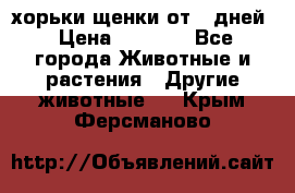 хорьки щенки от 35дней › Цена ­ 4 000 - Все города Животные и растения » Другие животные   . Крым,Ферсманово